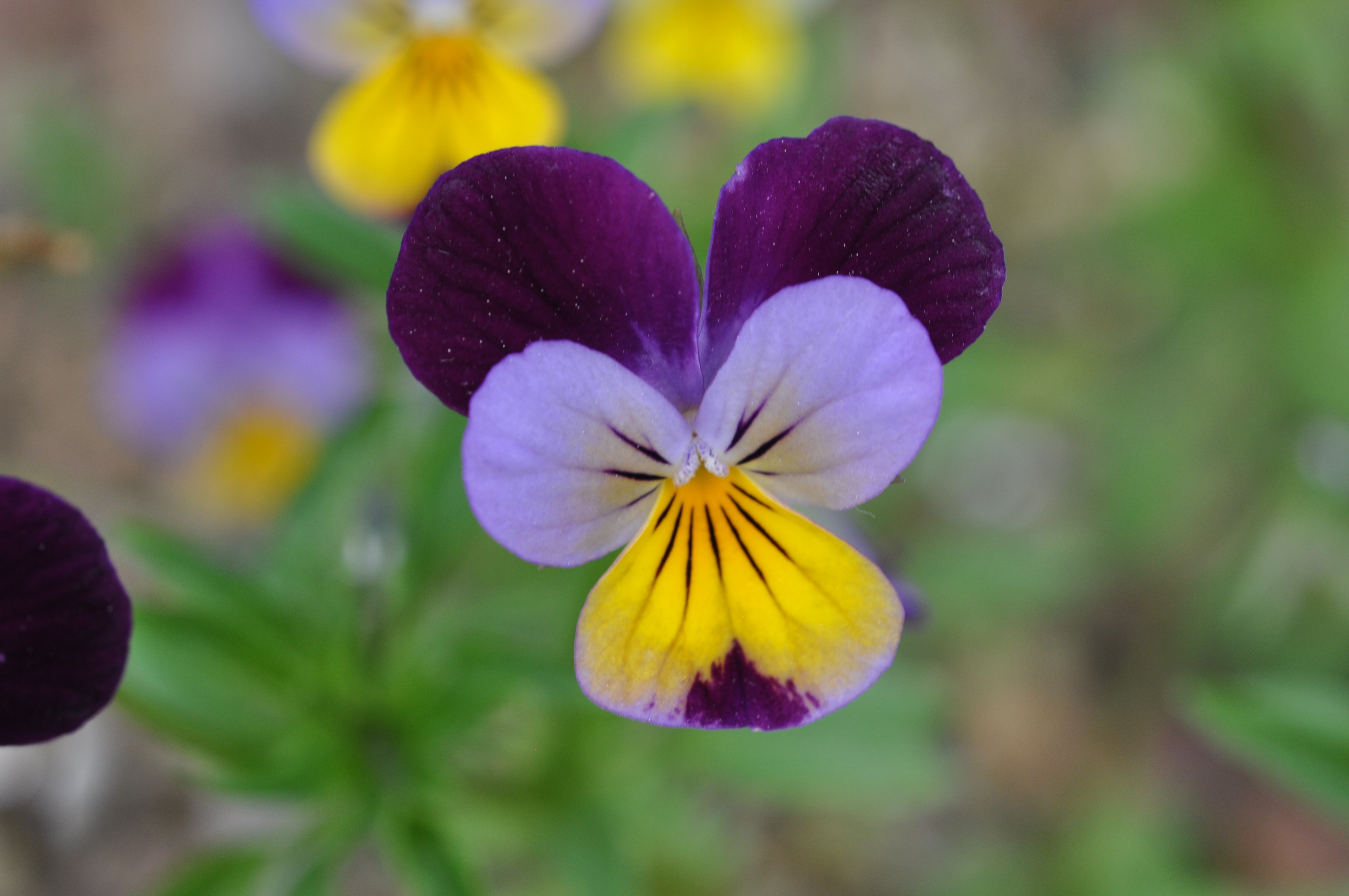 Wild Pansy23.jpg
